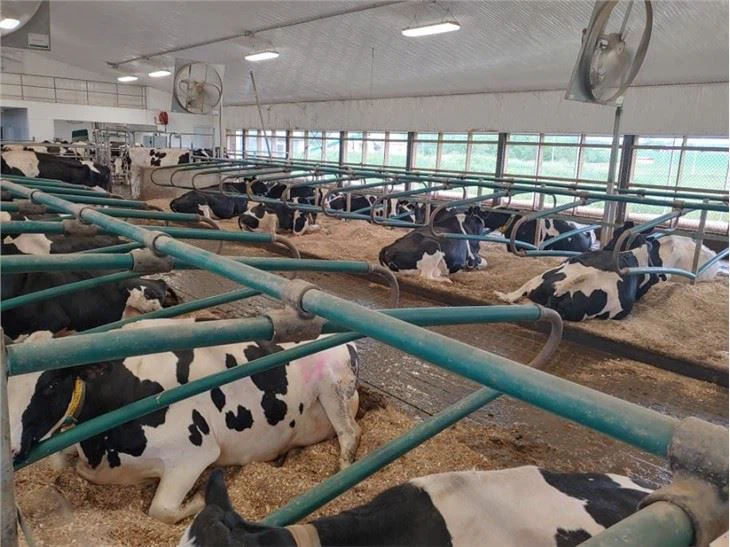 Stall Ħieles tal-Baqar tat-Tip Doppju bi Kwalità Għolja
